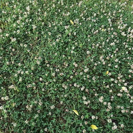 Apartman Kleeblatthaus Ruegen