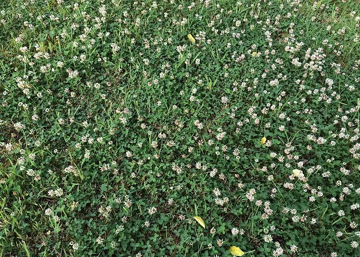 Apartamento Kleeblatthaus Rügen